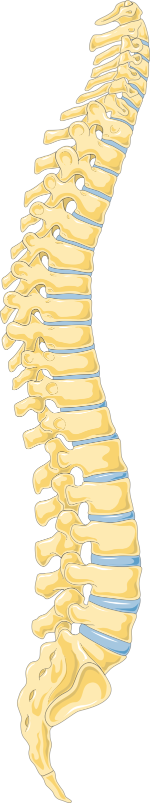 Spine - Vertebral column 3 -- Smart-Servier.png