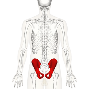 Hip bone posterior.png